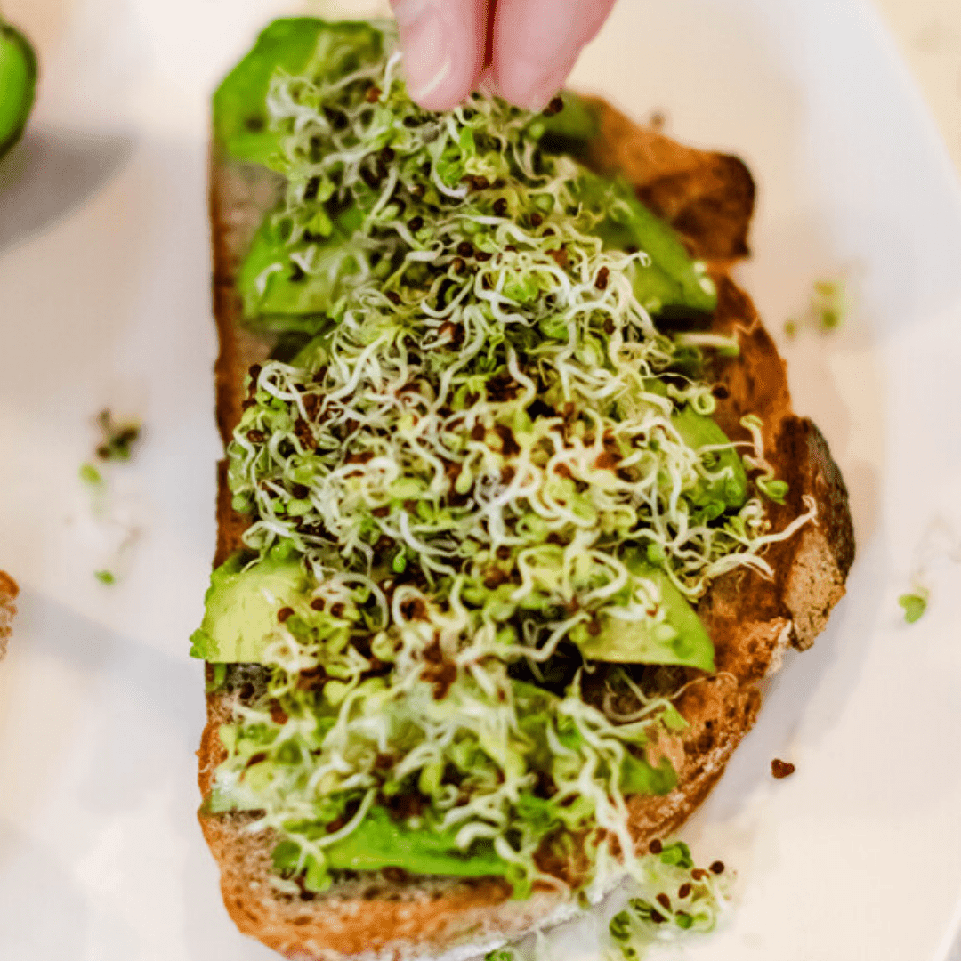 Sprout Spout Broccoli Starter Kit: Sprout Spout + 4oz or 1lb seeds + Free Sprout Scoop