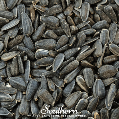 Black Oil Sunflower Sprout – 500 Seeds