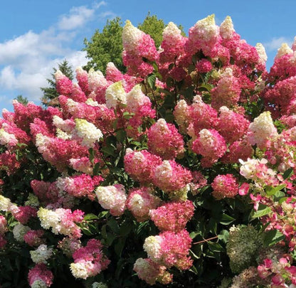 Strawberry Hydrangea Seeds - Beautiful Attractive Showy and Hardy Perennial Flowers