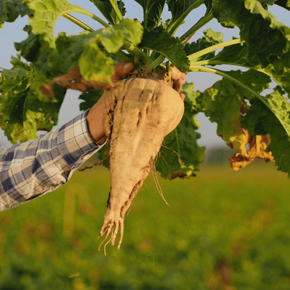 Sugar Beet – 50 Seeds