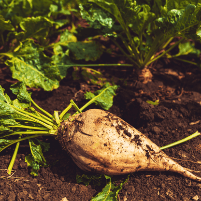 Sugar Beet – 50 Seeds