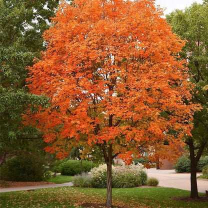 Sugar Maple Tree - 20 Seeds - Acer Saccharum, Colorful and Easy to Grow Fast-Growing