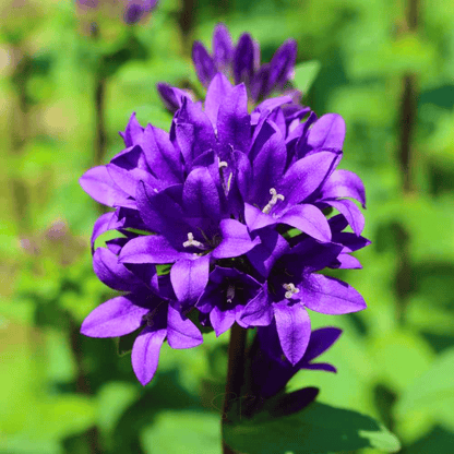 Superba Bellflower – 50 Seeds