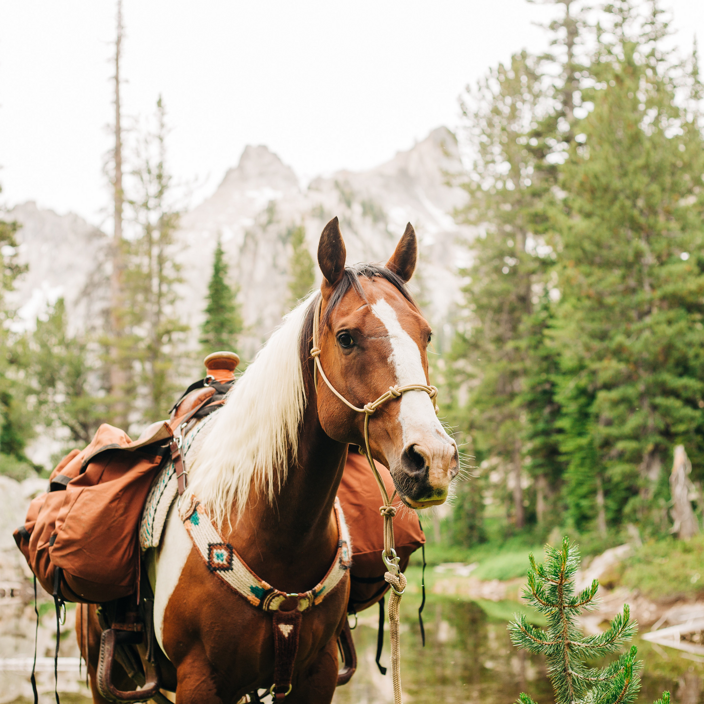 Stiff 4 Knot Clinician Training Halter