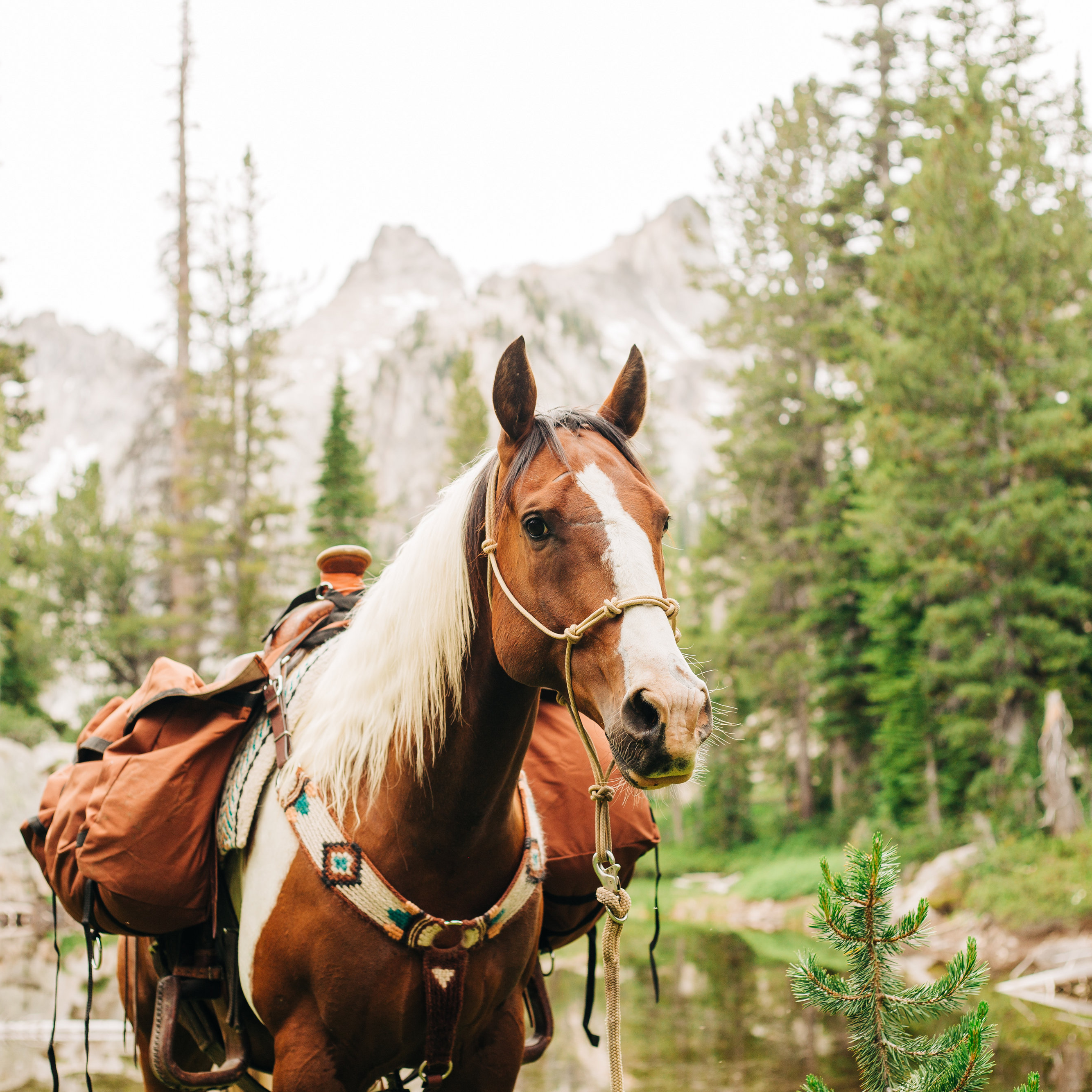 Stiff 4 Knot Clinician Training Halter