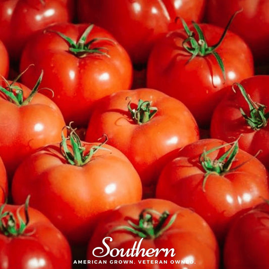 VR Moscow Tomato – 50 Seeds
