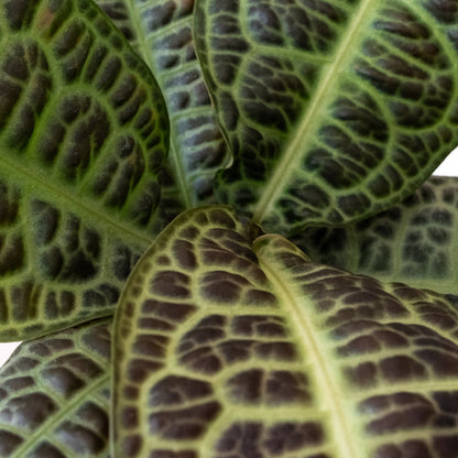 Tropical Tapestry® KuraKura™