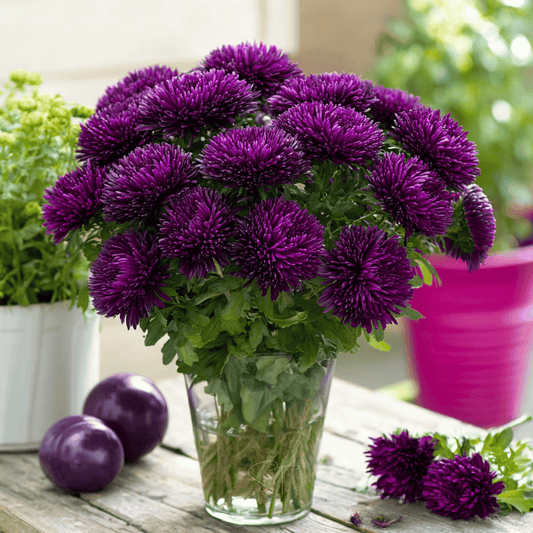 Violet Gremlin Aster – 50 Seeds