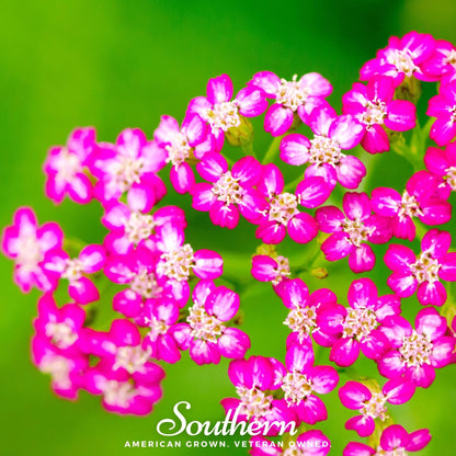 Cerise Queen Yarrow – 50 Seeds