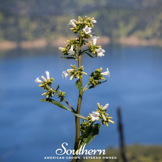 Yerba Santa – 30 Seeds