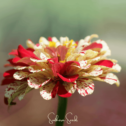 Peppermint Stick Zinnia – 50 Seeds