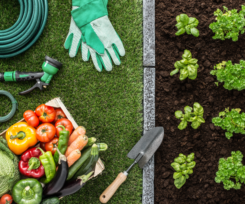 a garden with vegetables and gloves