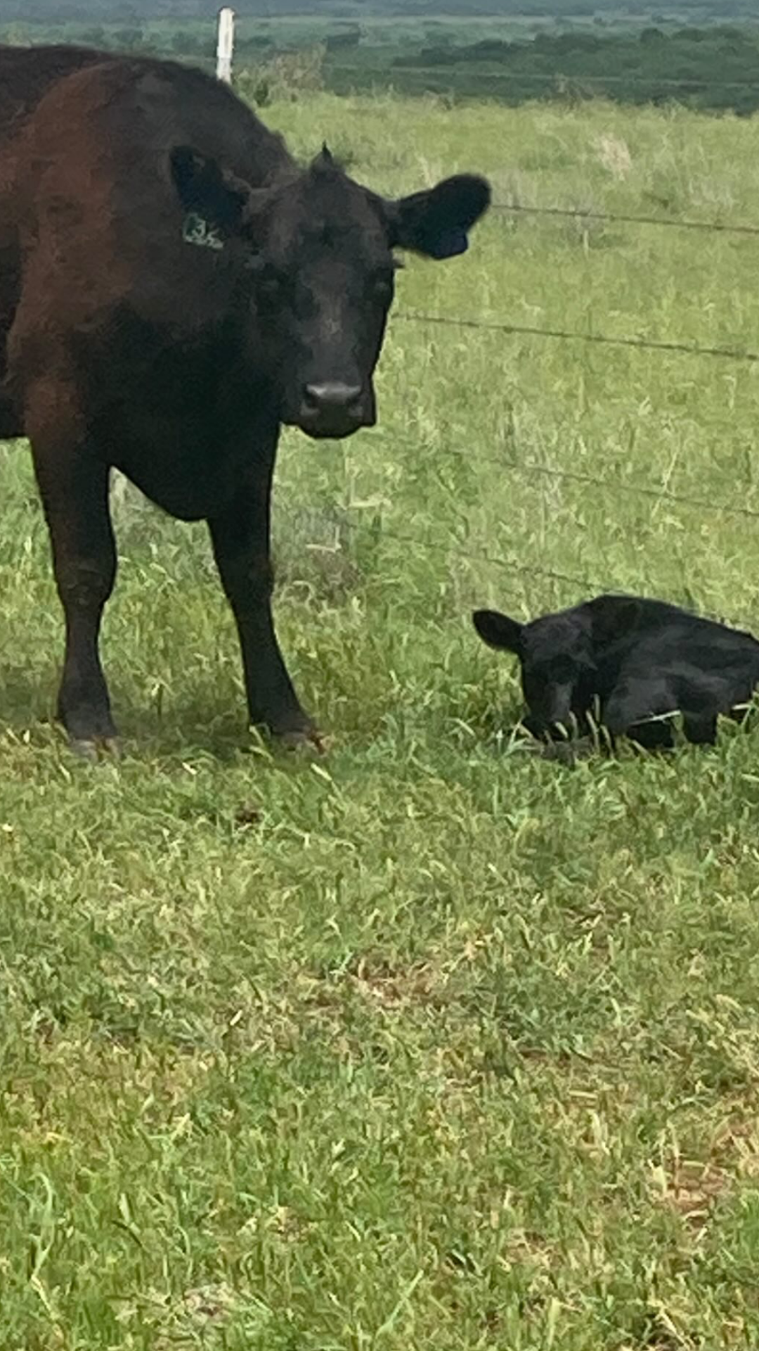 mother cow and calf