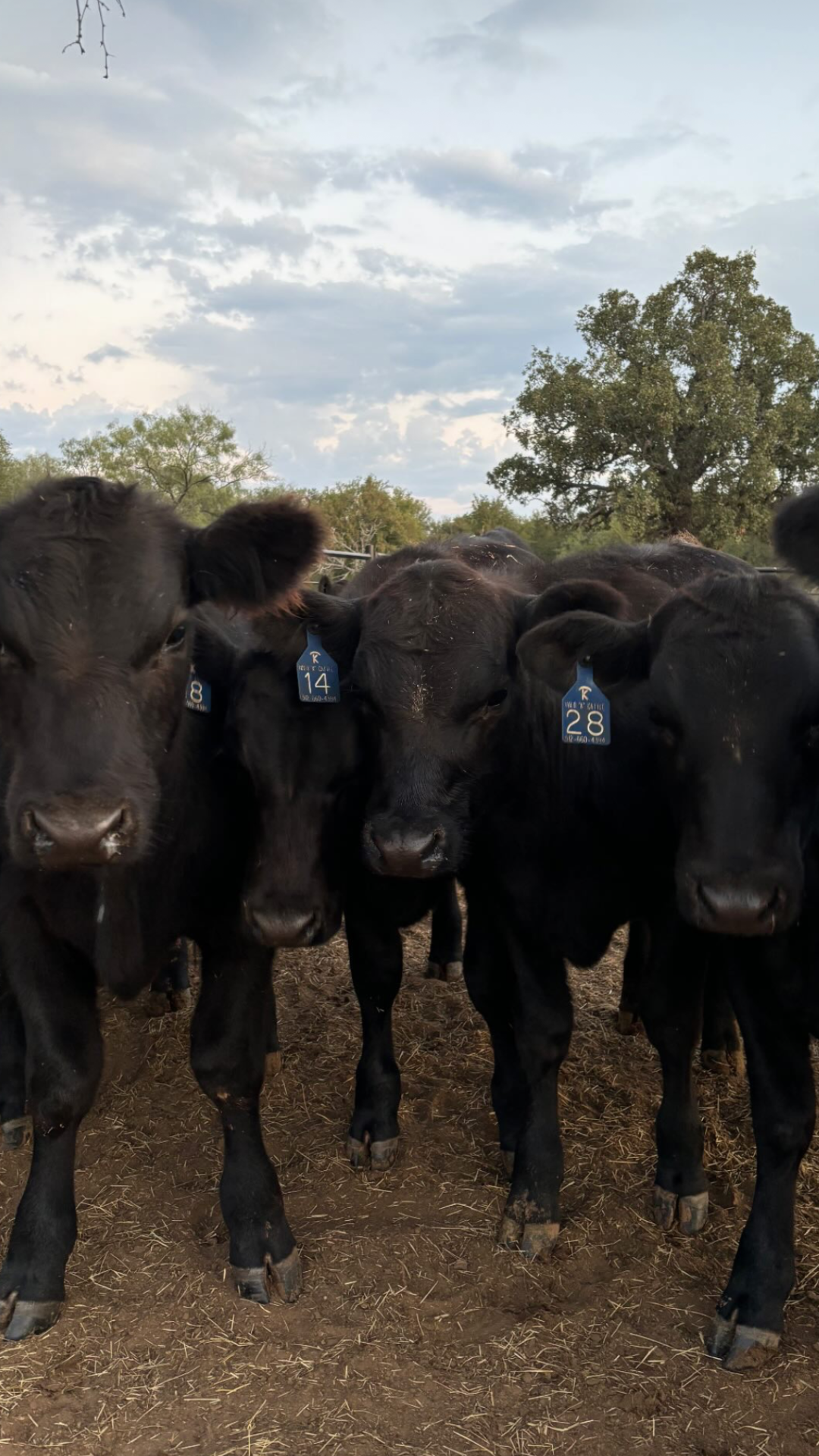 Black angus beef cattle