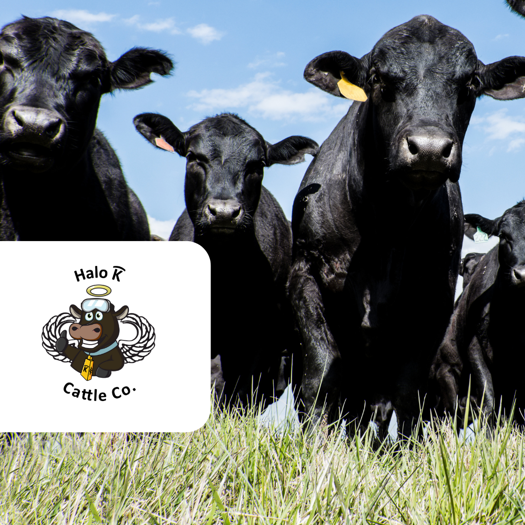 Halo K Cattle logo and cows